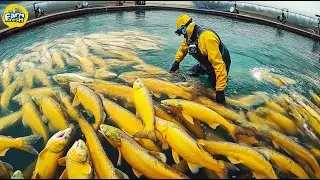 How Thousands Of Tons Of Cod And Salmon Are Farmed And Harvested | Farm Fresh