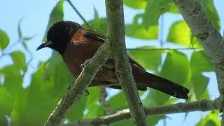 Orchard Oriole Song and Calls