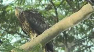 White-Bellied Sea Eagle