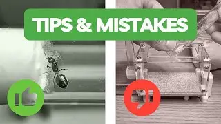 Mistake by beginner ant keeper tutorial part 1