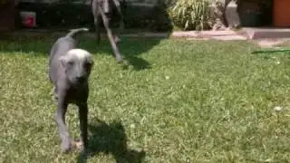 Peruvian Hairless Dog - Perro Sin Pelo del Per&uacute;