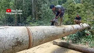 CARA MEMBELAH KAYU POSISI GANTUNG Menggunakan chainsaw new west 707 nice day