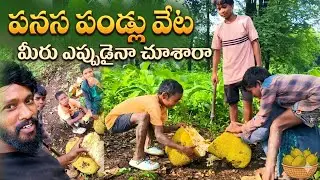 Wild Jackfruit 🍃 | అడవి పనస పళ్ళు ఇలా సేకరిస్తారు | Tharun Village Vlogs