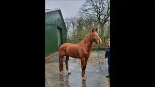 springpaard indoctro