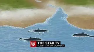 Shark attacks along North and South Carolina coasts doubled this year