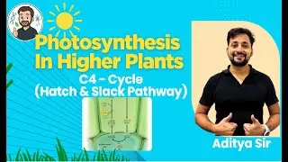 C4 Pathway Explained | Hatch & Slack Pathway | Photosynthesis | Easiest Explanation for NEET 2025