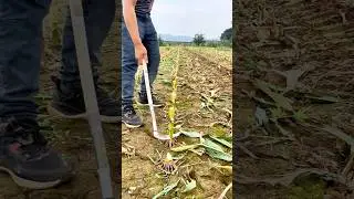 Cutting Corn Stalks: Quick and Efficient in the Field!