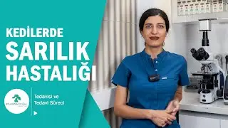 Kedilerde Sarılık - Nedir? Nasıl Oluşur? Nasıl Tedavi Edilir?  (İkterus)