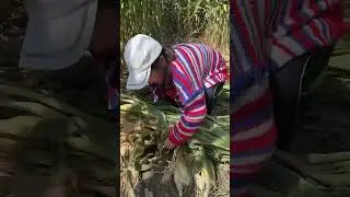 Rural Farm  enjoy real life modern farming tool 10000