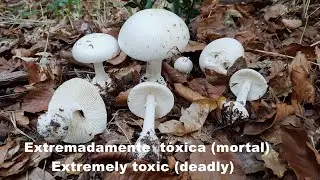 Amanita phalloides var.  alba  (MORTAL- DEADLY ) - 4K -