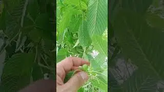 Kratom leaf texture that is more than 8 years old #kratomsaveslives #cbdforlife #kratos