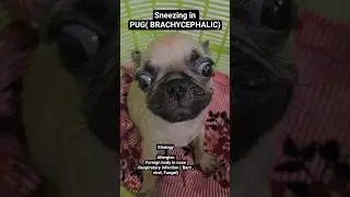 sneezing in pug l Respiratory infection #pug#dog#doglover#vetjunction#Brachycephalic#yt#shorts#video