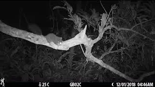 Camera Trap Video 088 / Cameroon Anomalure