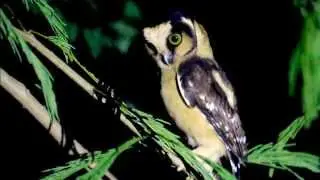 cabur&eacute;-acanelado (Aegolius harrisii)