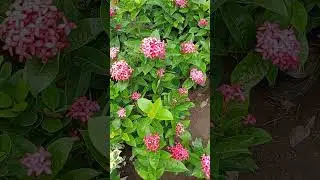 ek Jora plant #video #tending #viral #short #video