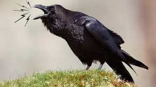 Crow birds unity anger and sounds in background ~ crow baby sound effect