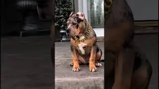 Gold Cuban Collars & Leads, Dog Jewellery, Gold Dog Chain. K9Kingz.co #dog #dogcollar #pitbull #gold