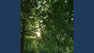 Dancing Tree