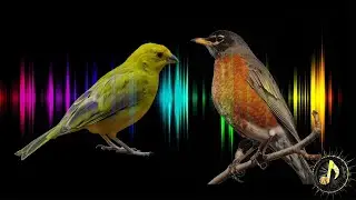 Birds Chirping / Singing Sound Effect ~ One Hour Relaxing Birdsong