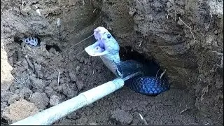 Королевская кобра злится...