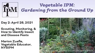 Scouting, Monitoring, & How to ID Insect and Disease Pests
