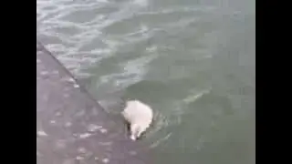 Cygnets Swimming