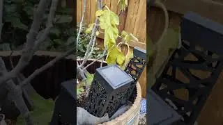 My Small Garden Tour Winter 2025