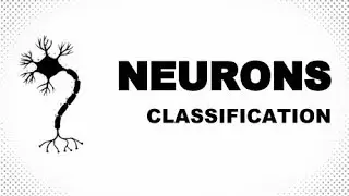 CLASSIFICATION OF NEURONS - NERVE CELLS