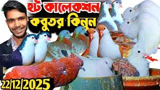 হট কালেকশন আজ পাইকারি দামে কবুতর কিনুন সাটিন রেসার পটার বোম্বাই কবুতর ইনশাআল্লাহ