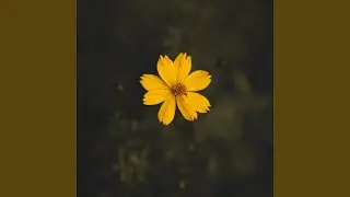 Opalus24 Records - Memories of Springtime