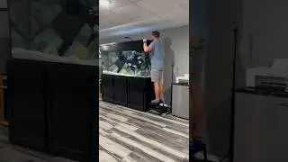 Feeding a 220 Gallon Cichlid Tank!