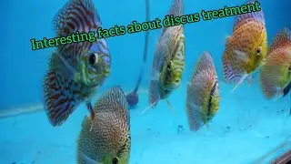 Magic medicine for discus fish | treatment for external parasites