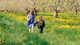 Como Violetas _ Nicola Di Bari