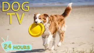 DOG TV: Video Entertainment for Dogs with Anxiety When Home Alone - The Best Calming Music for Dogs