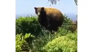 stop barking