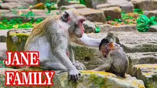 No matter how much she is hurt, Jane monkey still loves her grandchildren like her own children.
