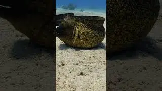 Muraena. Red sea.#short #shortsclip #biodiversity #underwatervideo #underwaterworld