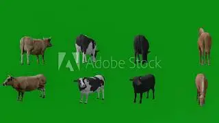 cows and horses green screen chroma key background, perfect for commercial and educational use.