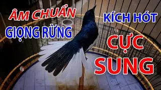 Chòe Than Mồi Hót - Chòe Than Hót Chuẩn GIỌNG NÚI RỪNG - Luyện Choè than HÓT HAY - choe than