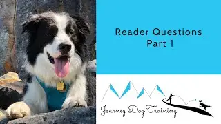 Answering Dog Training Questions