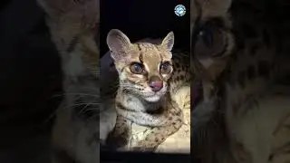 Moby The Beautiful Margay Wildcat