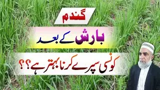 What to Spray on Wheat After Rainfall || Crop Reformer
