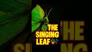 Leaf Grasshopper 🦗 The Living Leaf That Sings | Phyllium sp. I NATURAXIS  #Naturaxis
