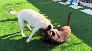 Tony&rsquo;s  play date with Coco