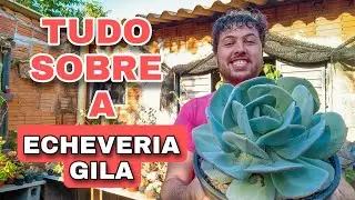 COMO CUIDAR DA ECHEVERIA GILA? tudo e mais um pouco!