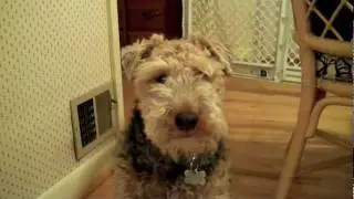 Welshie Tales...Dog Talks