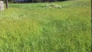 Setaria pumila / Yellow foxtail