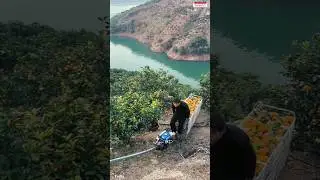 Fruit transport in hill #agriculture #fruit #fruits #fruitfarming #satisfying #shorts #foryou