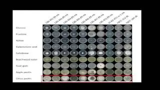 Video presentation for white rot fungus