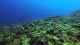 Tiboulen du Frioul